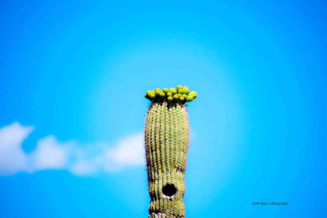 A saguaro cactus beginning to bloom beneath a brilliant blue sky