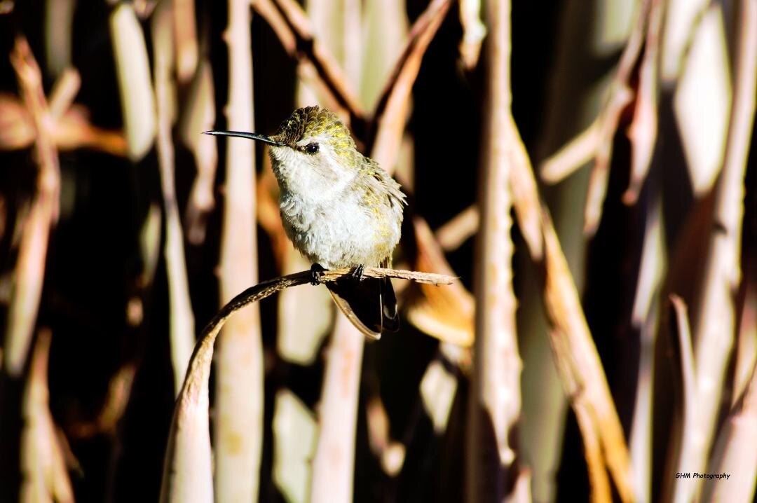 A hummingbird perched among tall reeds