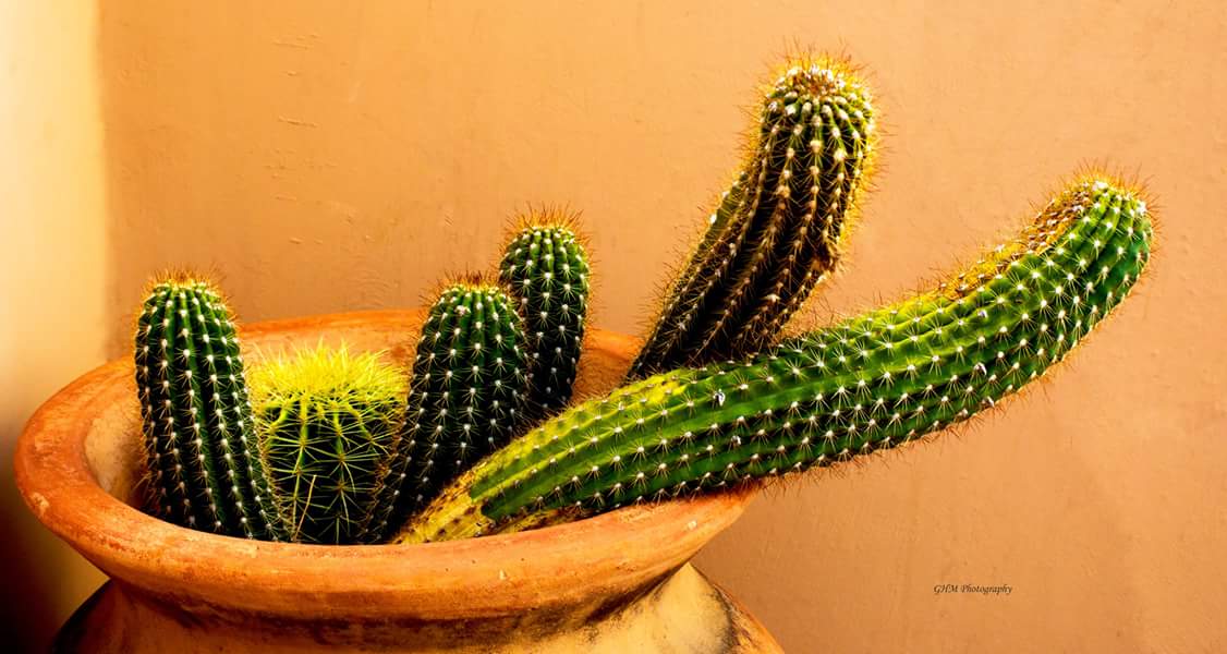 Green cacti against a warm terracotta wall